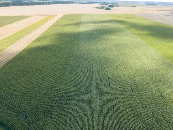 Hava aracı görüntüsü. Bir yaz gününde Ukrayna yeşil mısır tarlası.