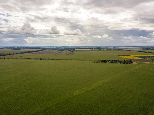 Hava aracı görüntüsü. Bir yaz gününde Ukrayna yeşil mısır tarlası.