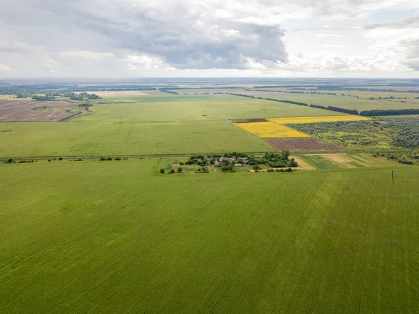 Hava aracı görüntüsü. Bir yaz gününde Ukrayna yeşil mısır tarlası.