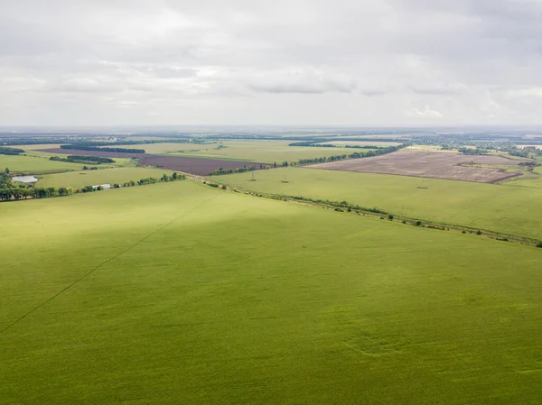 Hava aracı görüntüsü. Bir yaz gününde Ukrayna yeşil mısır tarlası.