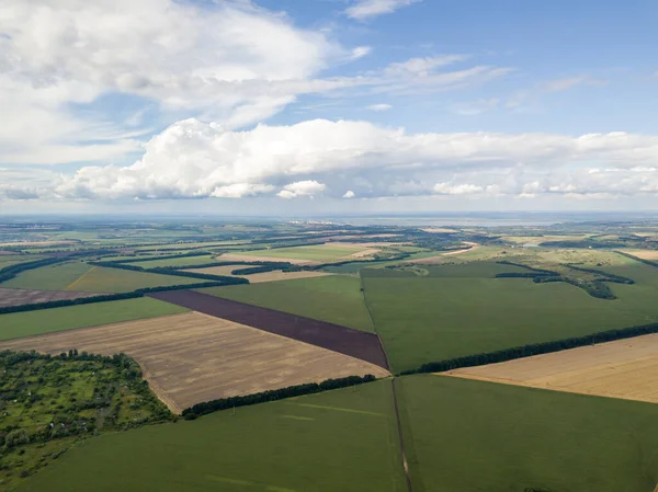 Hava aracı görüntüsü. Bir yaz gününde Ukrayna yeşil mısır tarlası.