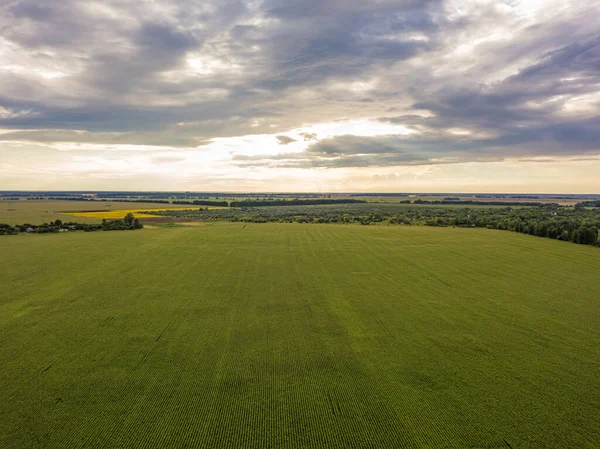 Hava aracı görüntüsü. Bir yaz gününde Ukrayna yeşil mısır tarlası.