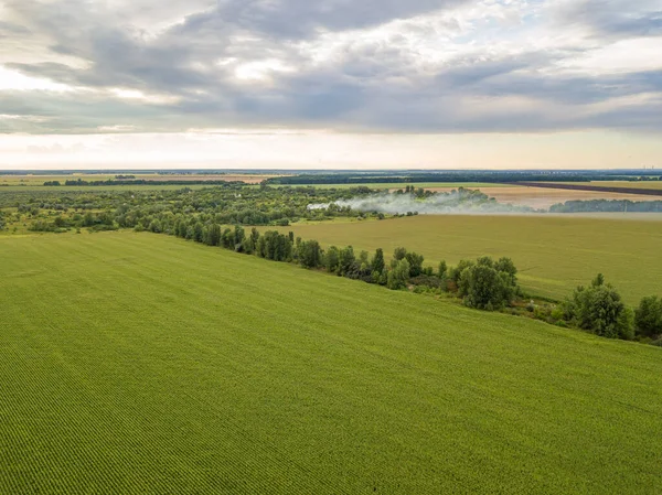 Hava aracı görüntüsü. Bir yaz gününde Ukrayna yeşil mısır tarlası.