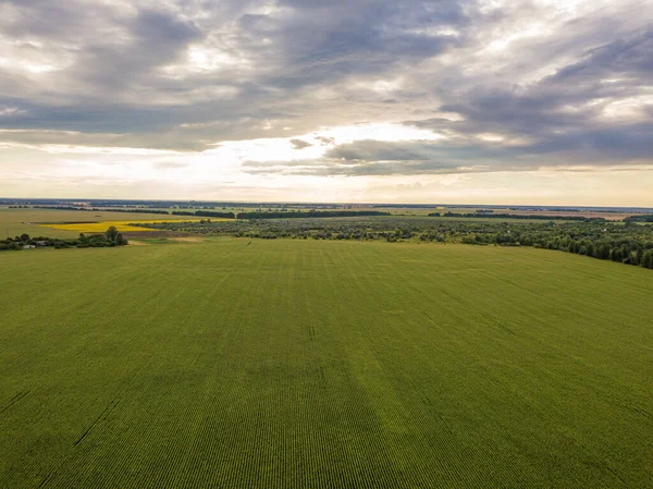 Hava aracı görüntüsü. Bir yaz gününde Ukrayna yeşil mısır tarlası.