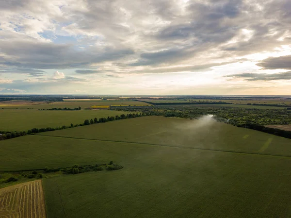 Hava aracı görüntüsü. Bir yaz gününde Ukrayna yeşil mısır tarlası.