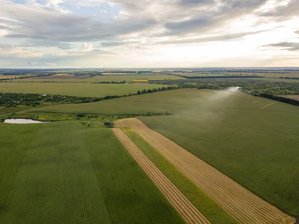 Hava aracı görüntüsü. Bir yaz gününde Ukrayna yeşil mısır tarlası.