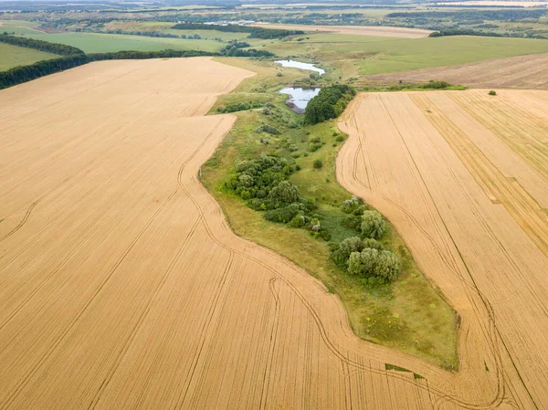 Ukrayna buğday tarlası. Hava aracı görünümü.