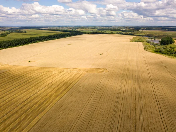 Ukrayna buğday tarlası. Hava aracı görünümü.