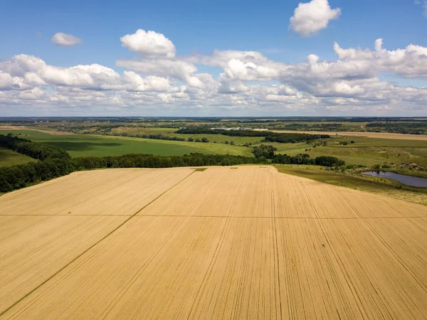Ukrayna buğday tarlası. Hava aracı görünümü.
