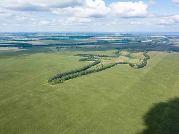 Hava aracı görüntüsü. Bir yaz gününde Ukrayna yeşil mısır tarlası.