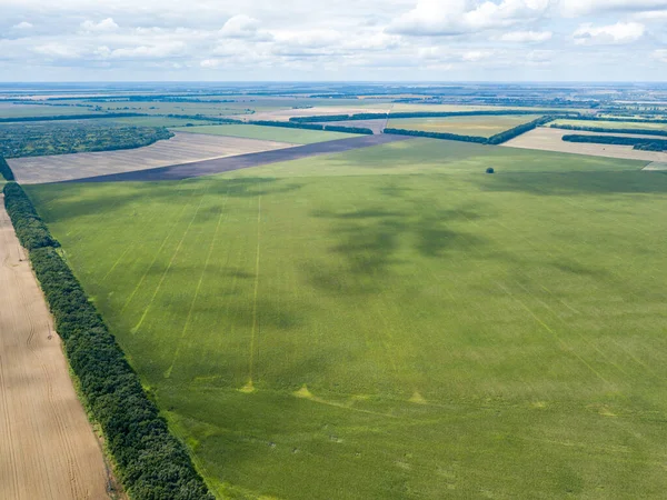 Hava aracı görüntüsü. Bir yaz gününde Ukrayna yeşil mısır tarlası.