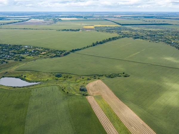 Hava aracı görüntüsü. Bir yaz gününde Ukrayna yeşil mısır tarlası.