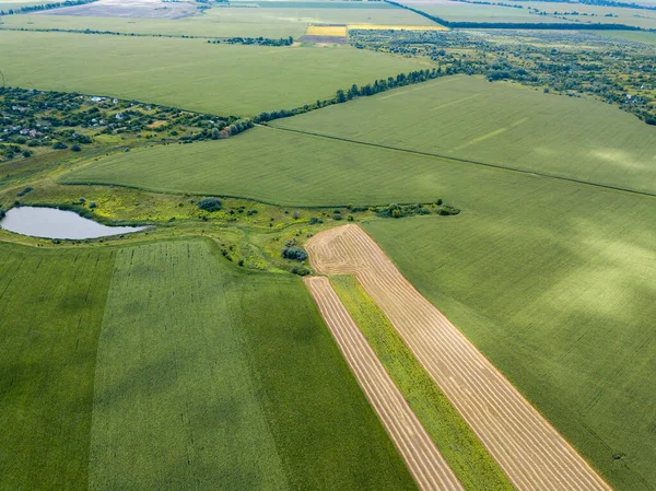 Hava aracı görüntüsü. Bir yaz gününde Ukrayna yeşil mısır tarlası.