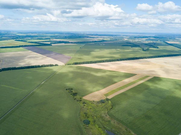 Hava aracı görüntüsü. Bir yaz gününde Ukrayna yeşil mısır tarlası.