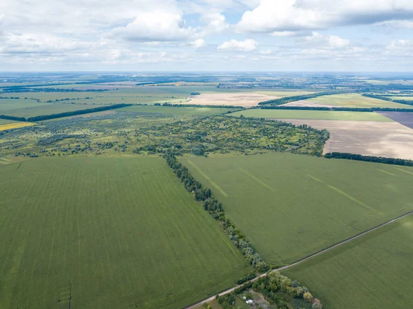 Hava aracı görüntüsü. Bir yaz gününde Ukrayna yeşil mısır tarlası.