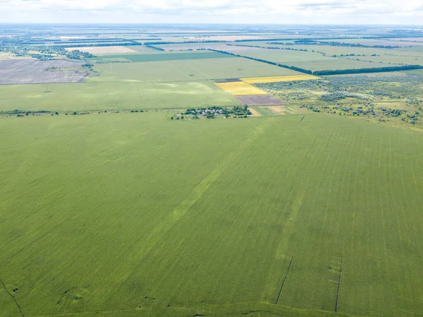Hava aracı görüntüsü. Bir yaz gününde Ukrayna yeşil mısır tarlası.