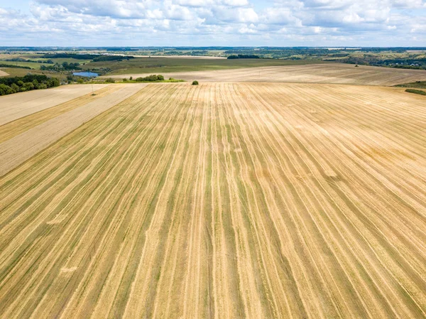 Ukrayna buğday tarlası. Hava aracı görünümü.