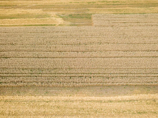 Ukrainskt Vetefält Flygdrönare — Stockfoto