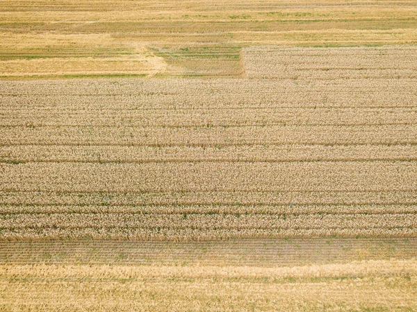 Ukrajinské Pšeničné Pole Zobrazení Leteckých Dronů — Stock fotografie
