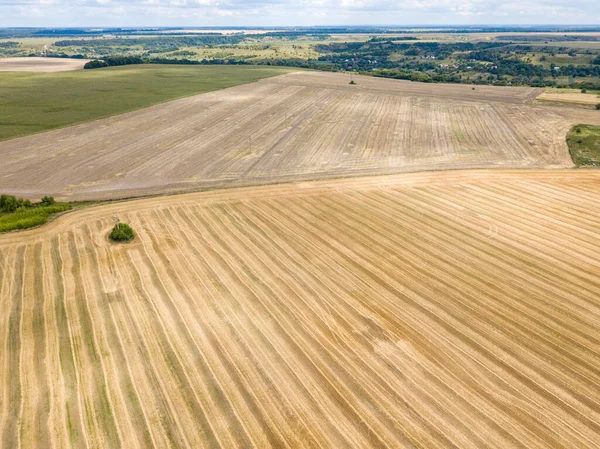 Ukrayna buğday tarlası. Hava aracı görünümü.