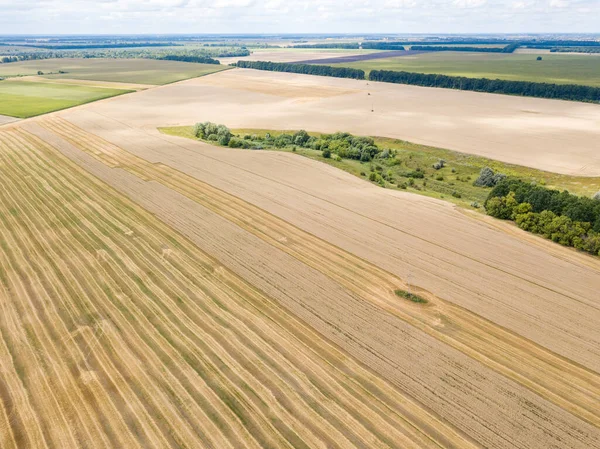 Ukrayna buğday tarlası. Hava aracı görünümü.