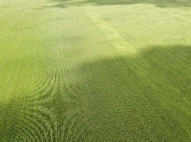 Hava aracı görüntüsü. Bir yaz gününde Ukrayna yeşil mısır tarlası.