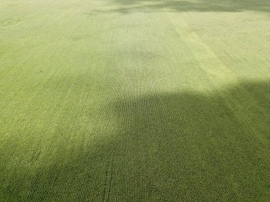 Hava aracı görüntüsü. Bir yaz gününde Ukrayna yeşil mısır tarlası.