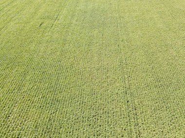 Hava aracı görüntüsü. Bir yaz gününde Ukrayna yeşil mısır tarlası.
