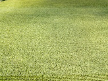 Hava aracı görüntüsü. Bir yaz gününde Ukrayna yeşil mısır tarlası.