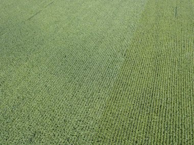 Hava aracı görüntüsü. Bir yaz gününde Ukrayna yeşil mısır tarlası.