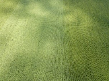 Hava aracı görüntüsü. Bir yaz gününde Ukrayna yeşil mısır tarlası.