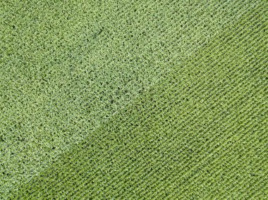 Hava aracı görüntüsü. Bir yaz gününde Ukrayna yeşil mısır tarlası.