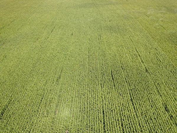 空中ドローンビュー 夏の日にウクライナの緑のトウモロコシ畑 — ストック写真