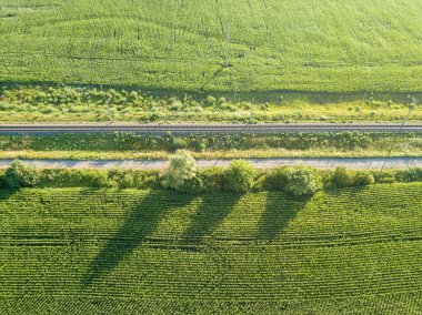 Mısır tarlasında yol, hava manzarası.