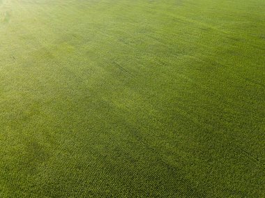 Gün batımında yeşil mısır tarlası. Hava aracı görünümü.