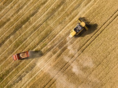 Hava aracı görüntüsü. Tarlada makineli buğday hasadı.
