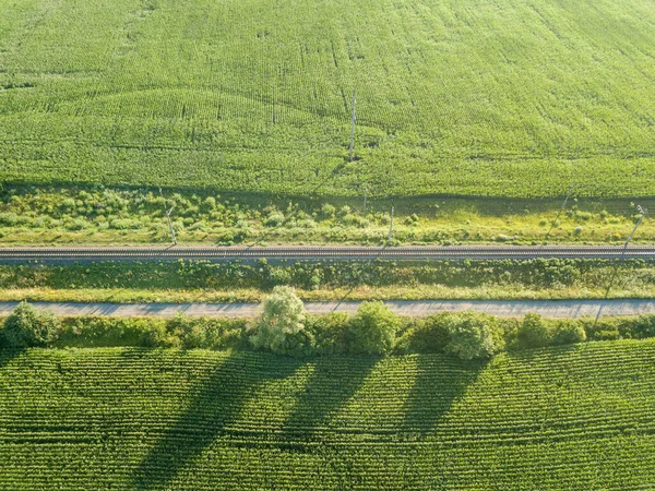 Straße Durch Das Maisfeld Luftaufnahme — Stockfoto