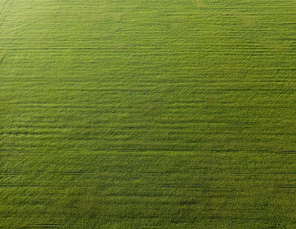 Groen Maïsveld Bij Zonsondergang Luchtdrone Zicht — Stockfoto