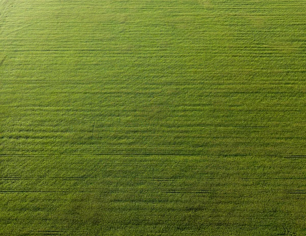 Champ Maïs Vert Coucher Soleil Vue Aérienne Drone — Photo