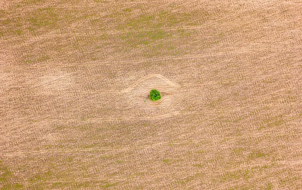 Vista Aérea Del Dron Campo Trigo Ucrania — Foto de Stock