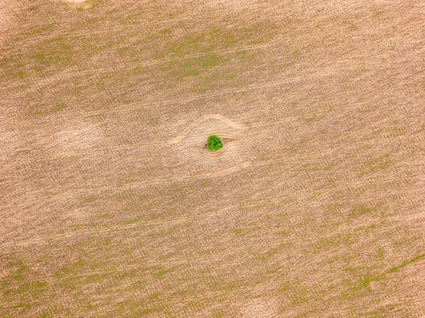 Aerial Drone View Wheat Field Ukraine — Stock Photo, Image