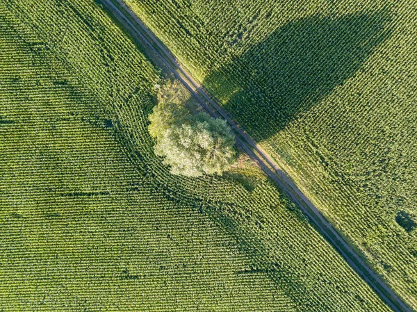 トウモロコシ畑の隣に長い影を持つ緑の木 空中ドローンビュー — ストック写真