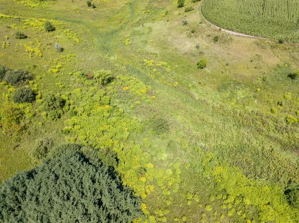 Yazın Ukrayna yeşil çayırı. Hava görüntüsü.