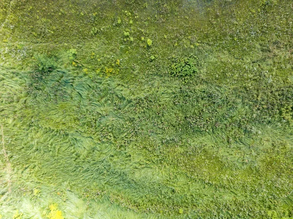 Ukrainian Green Meadow Summer Aerial Shot — Stock Photo, Image