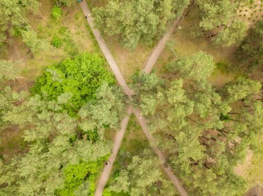 Hava aracı görüntüsü. Parktaki ağaçlar.