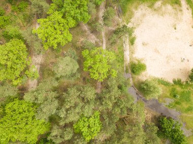 Hava aracı görüntüsü. Parktaki ağaçlar.