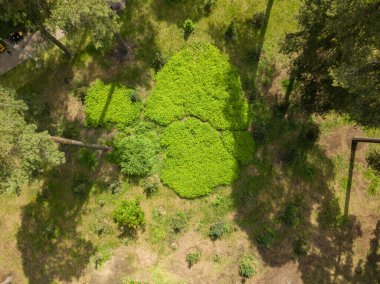 Hava aracı görüntüsü. Parktaki ağaçlar.