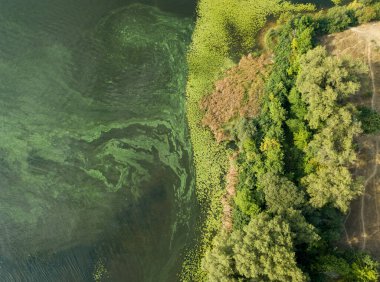 Hava aracı görüntüsü. Güneşli bir yaz gününde Dinyeper nehrinin yeşil kıyısında.