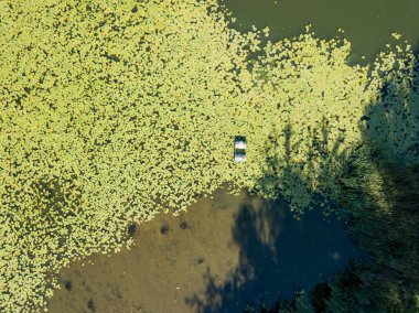 Hava aracı görüntüsü. Nehir kıyısında nilüferler.