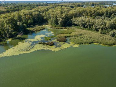 Güneşli bir yaz gününde Dinyeper nehrinin yeşil kıyısında. Hava aracı görünümü.